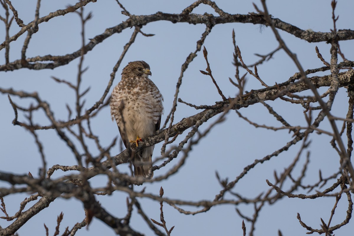 Канюк ширококрилий - ML645428026