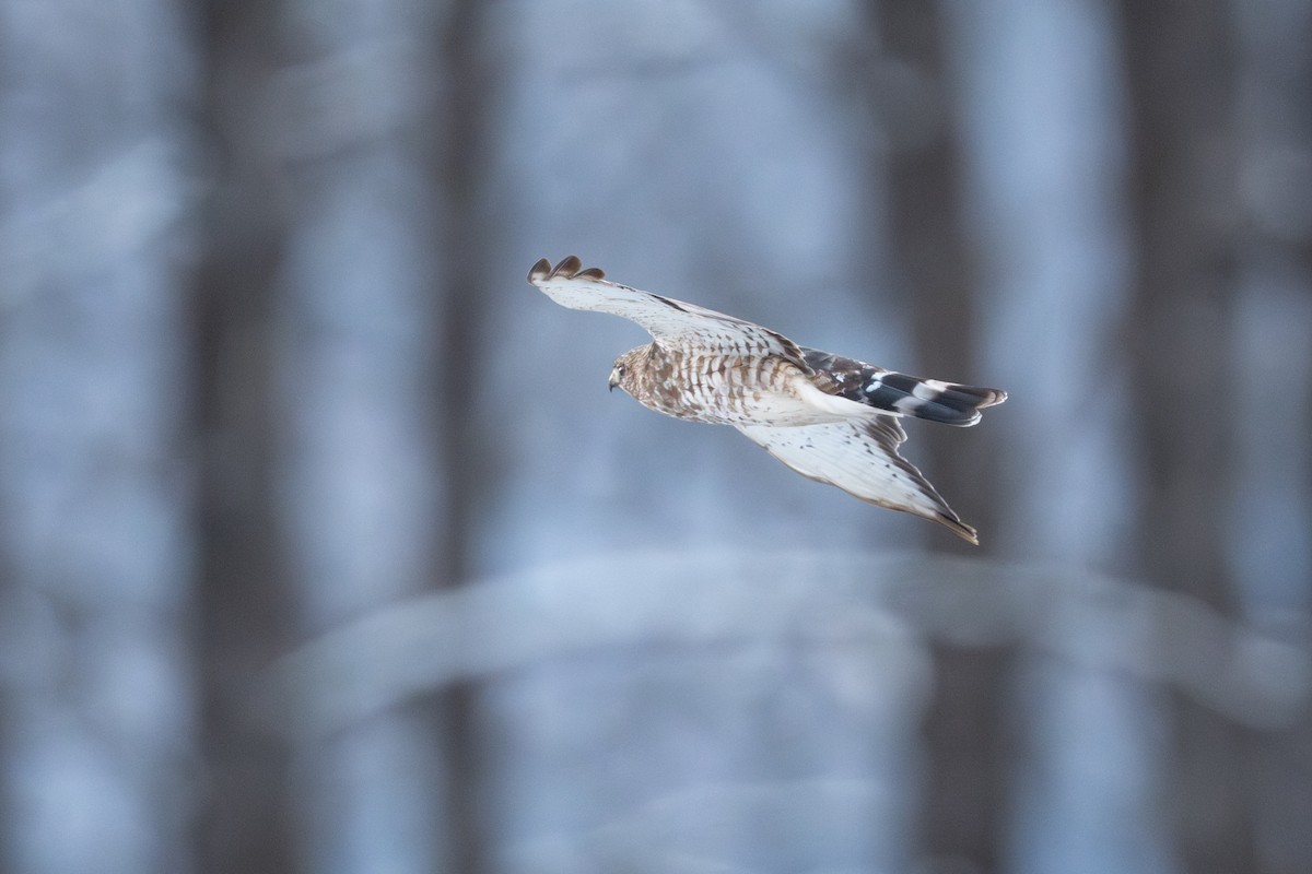 Канюк ширококрилий - ML645428027