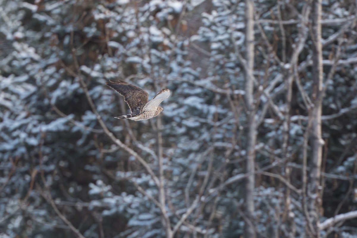 Канюк ширококрилий - ML645428028