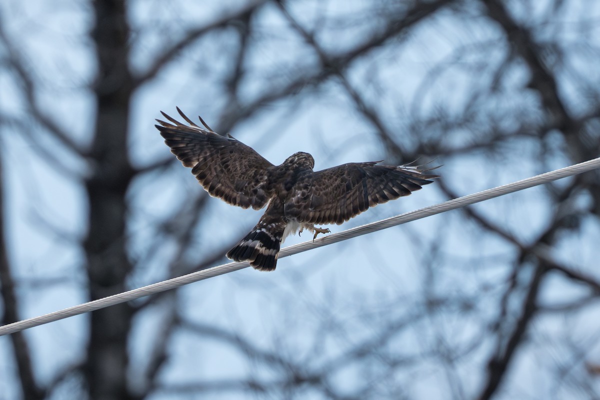 Канюк ширококрилий - ML645428029