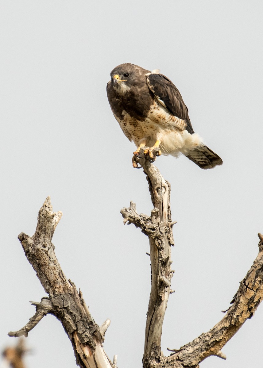 Свенсонов канюк - ML645428031