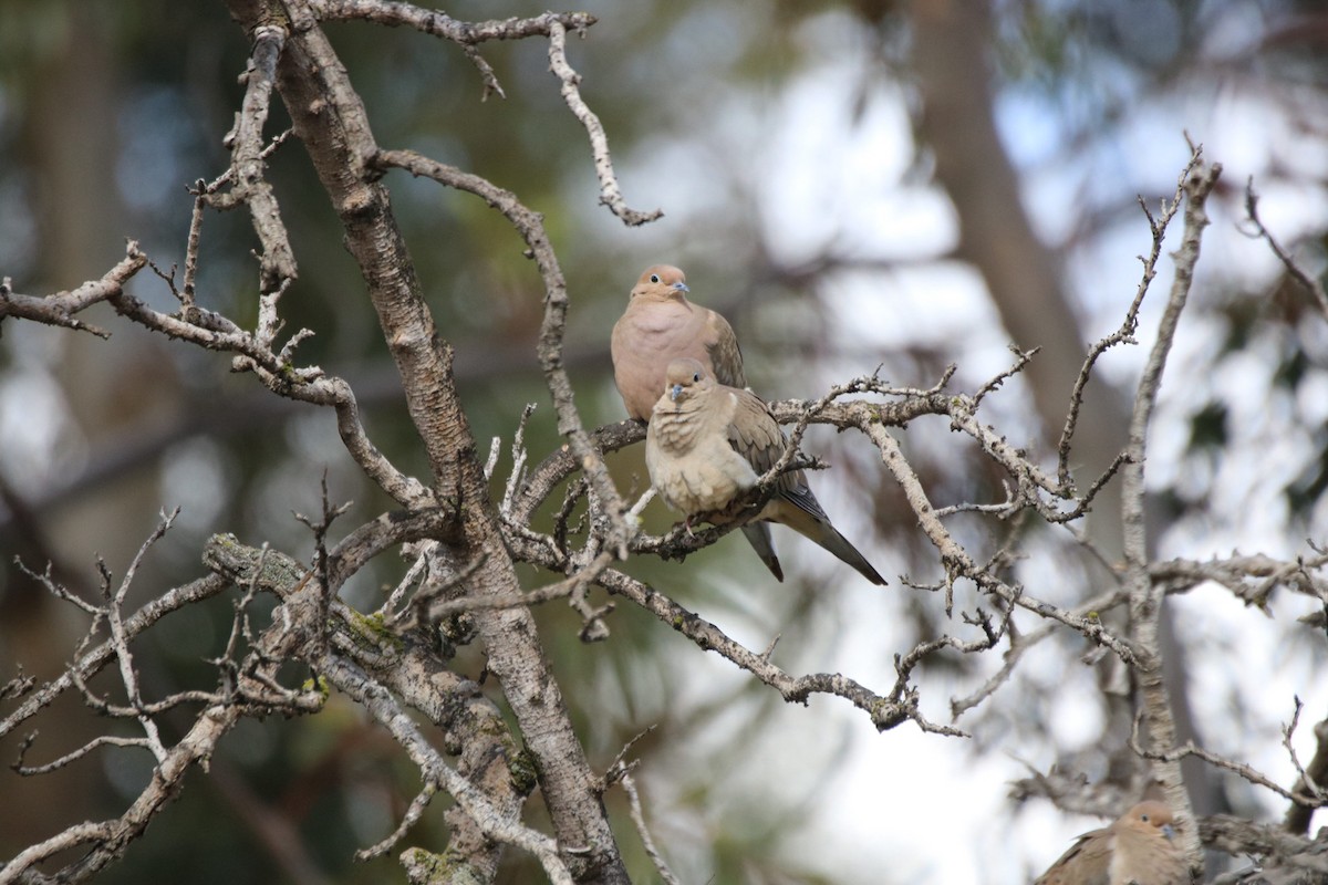 Mourning Dove - ML645428032