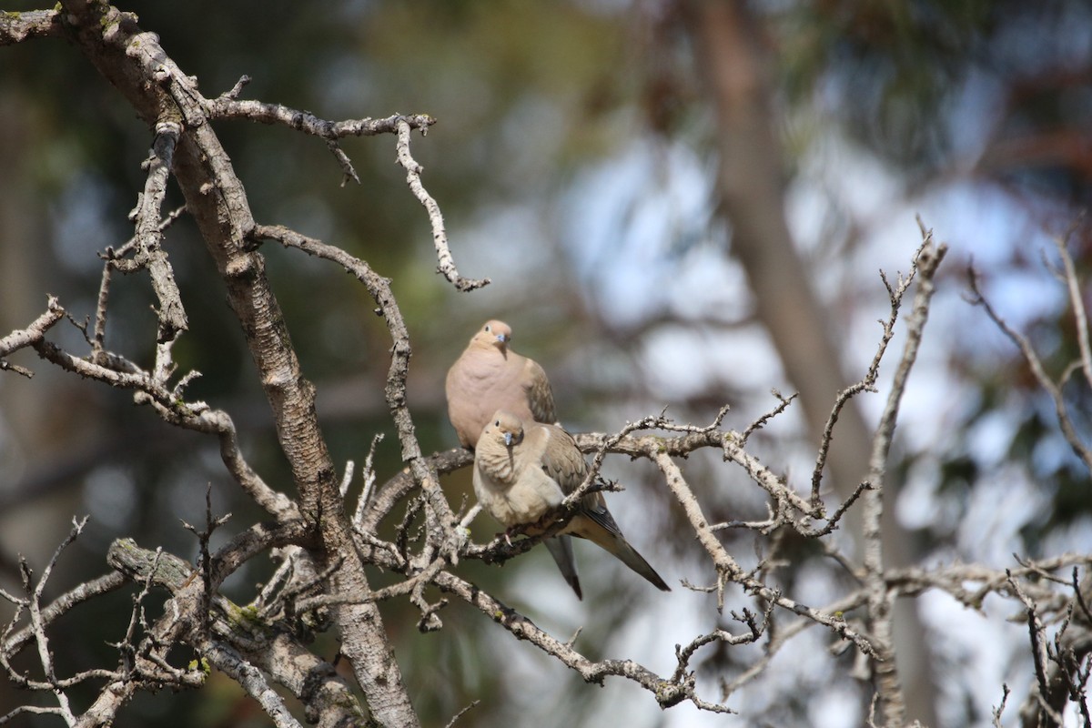 Zenaida arrunta - ML645428033