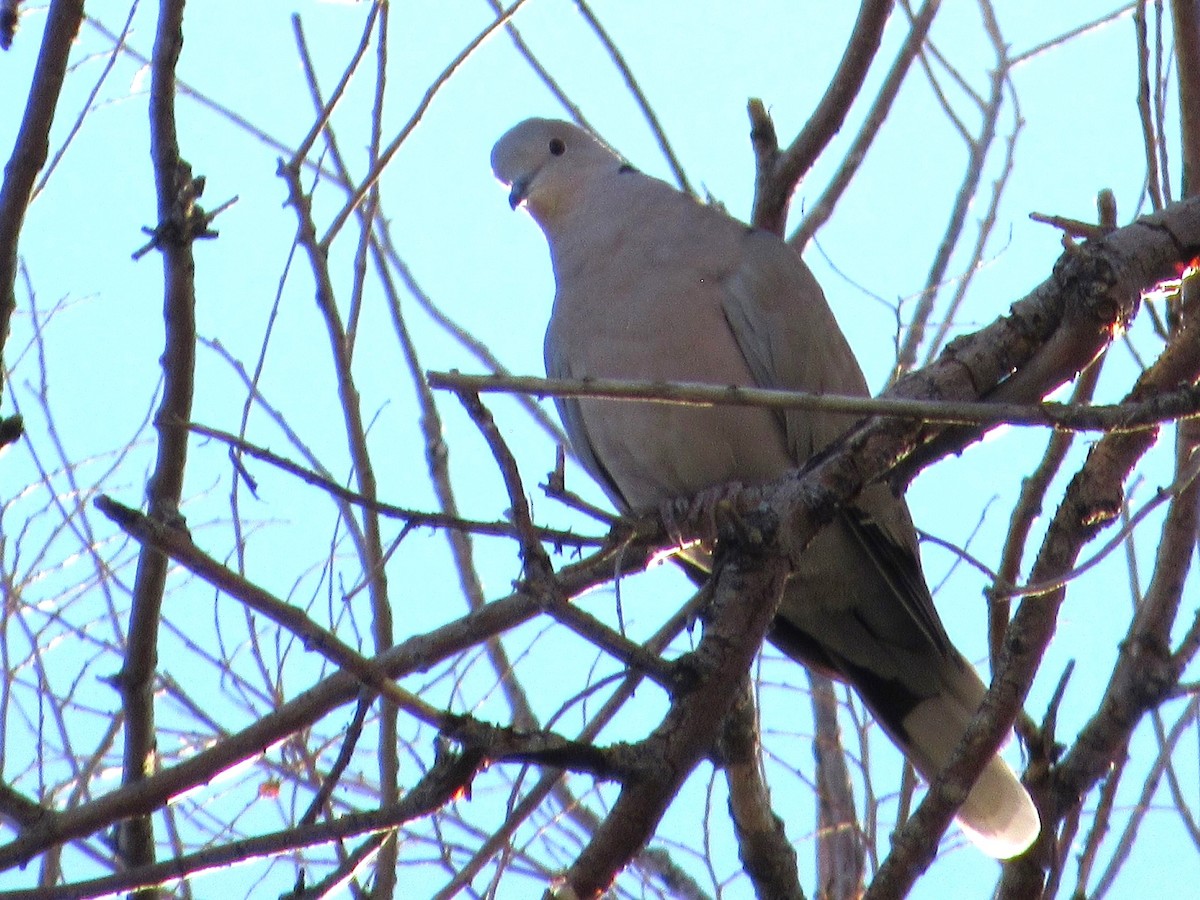 Eurasian Collared-Dove - ML645428036