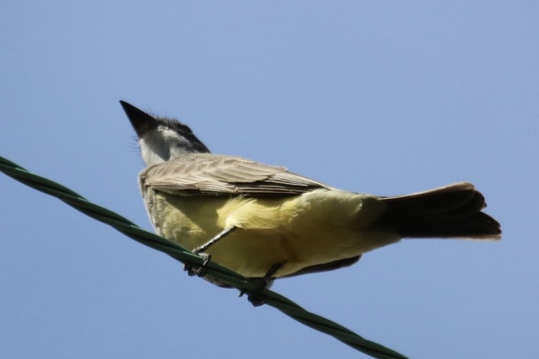 Cassin's Kingbird - ML645428039