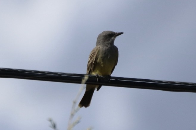 Cassin's Kingbird - ML645428040