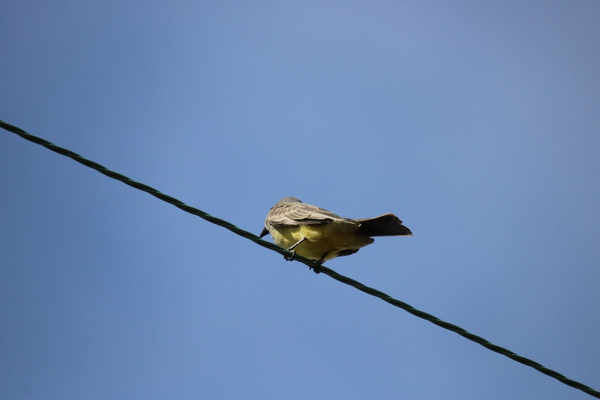 Cassin's Kingbird - ML645428041