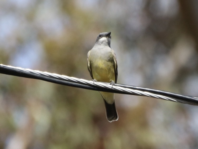 Cassin's Kingbird - ML645428042
