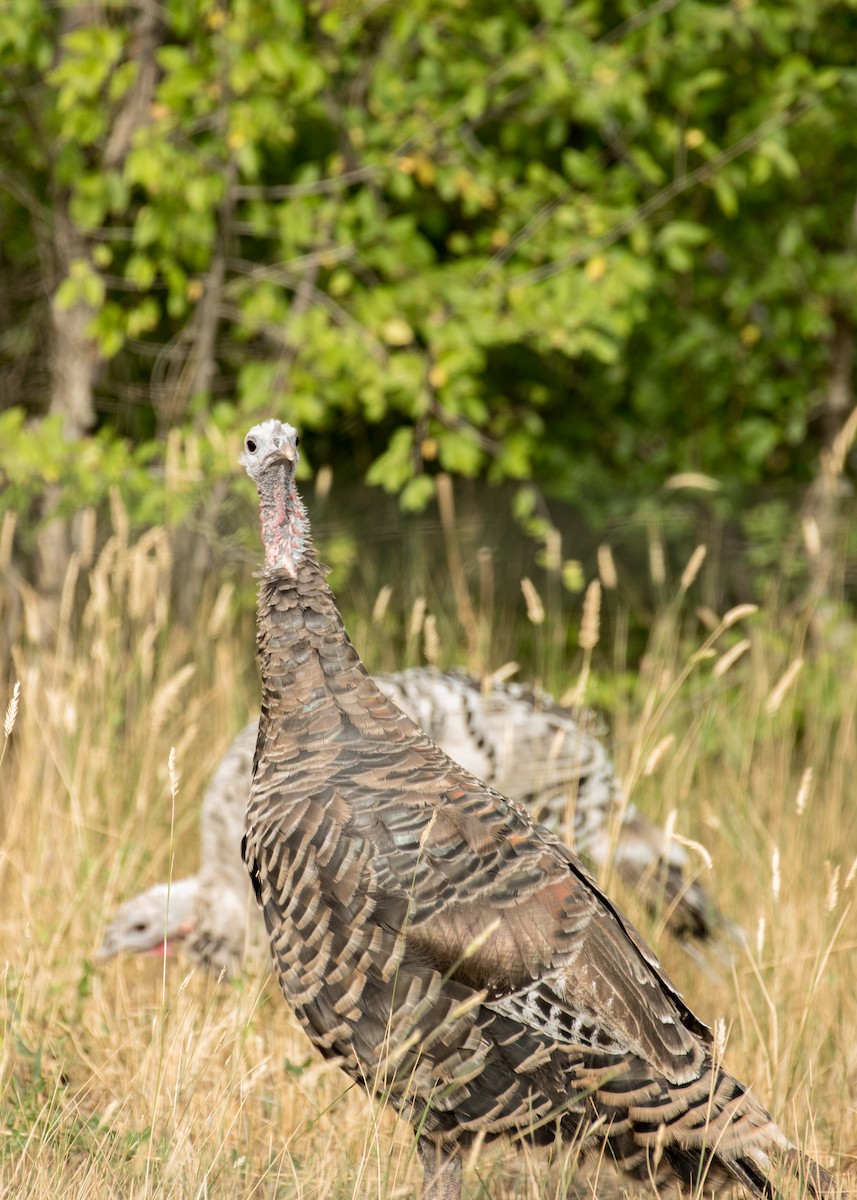 シチメンチョウ - ML645428043