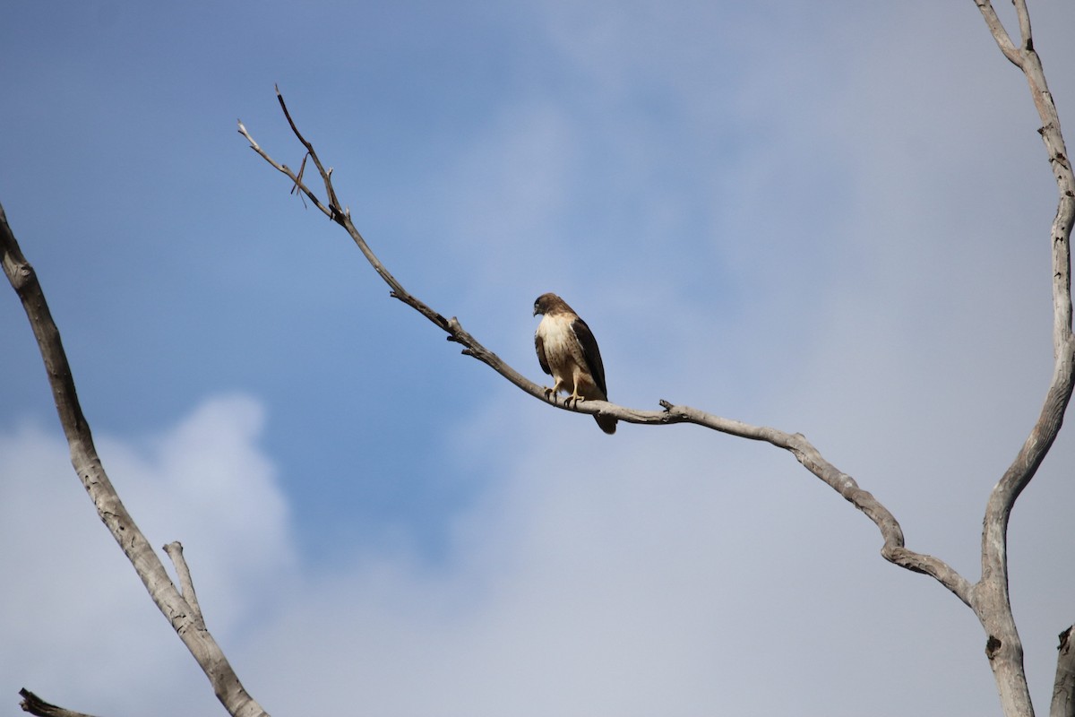 Zapelatz buztangorria - ML645428044