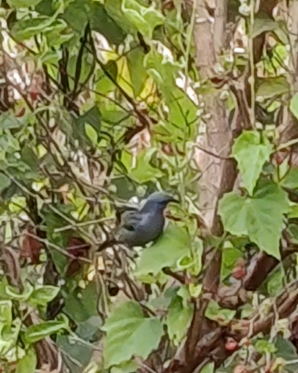 Yellow-winged Tanager - ML645428045