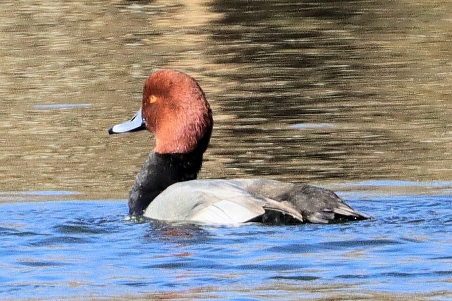 アメリカホシハジロ - ML645428046