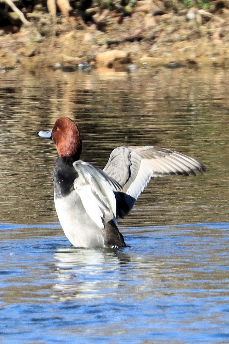 アメリカホシハジロ - ML645428047