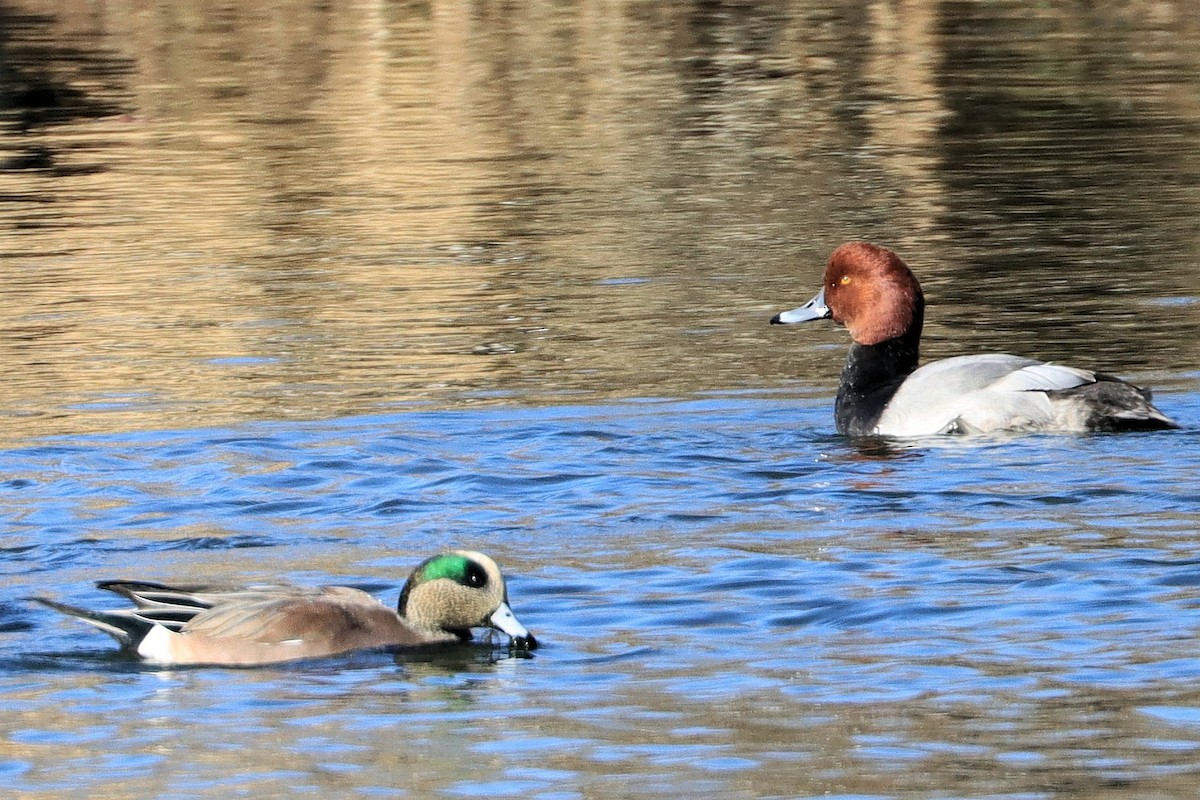 アメリカホシハジロ - ML645428048