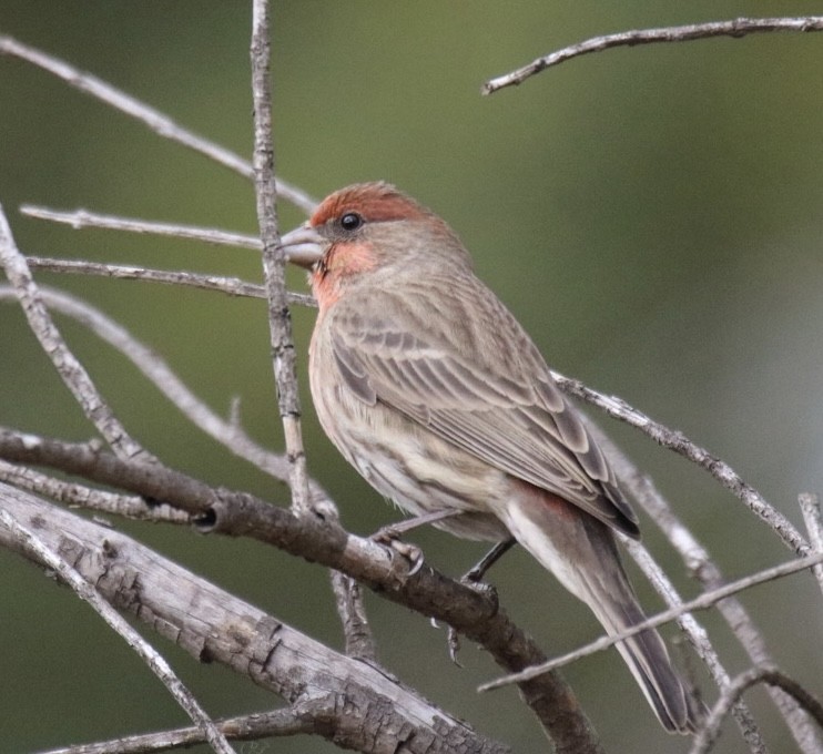 Burugorri arrunta - ML645428050