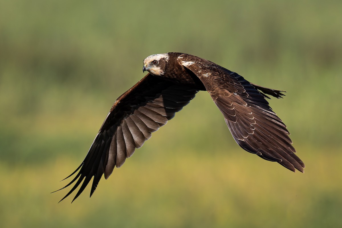 Western Marsh Harrier - ML645428051
