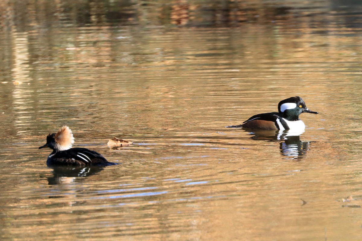 オウギアイサ - ML645428056