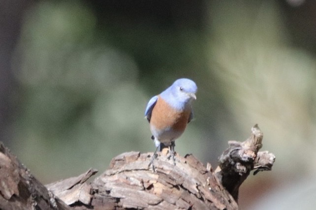 Western Bluebird - ML645428057