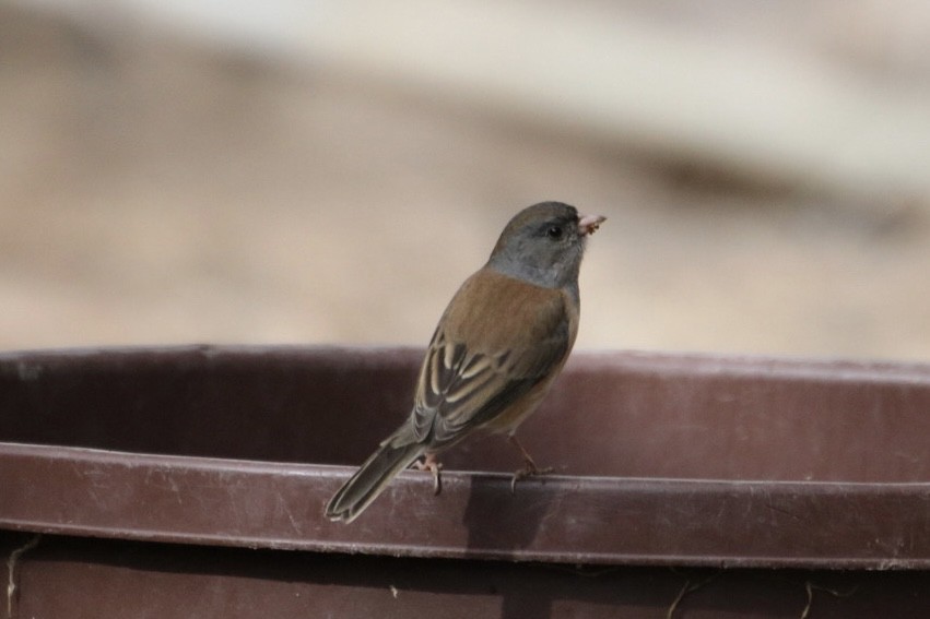 Dark-eyed Junco (Oregon) - ML645428058
