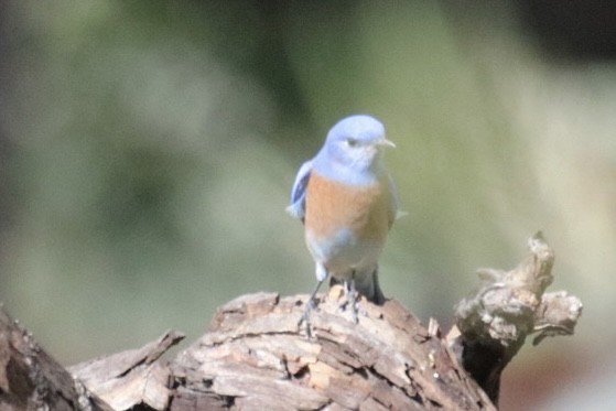 Western Bluebird - ML645428059