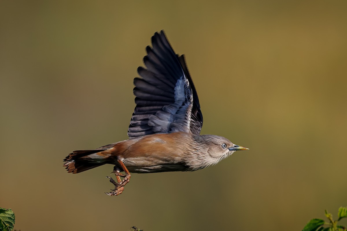Chestnut-tailed Starling - ML645428061