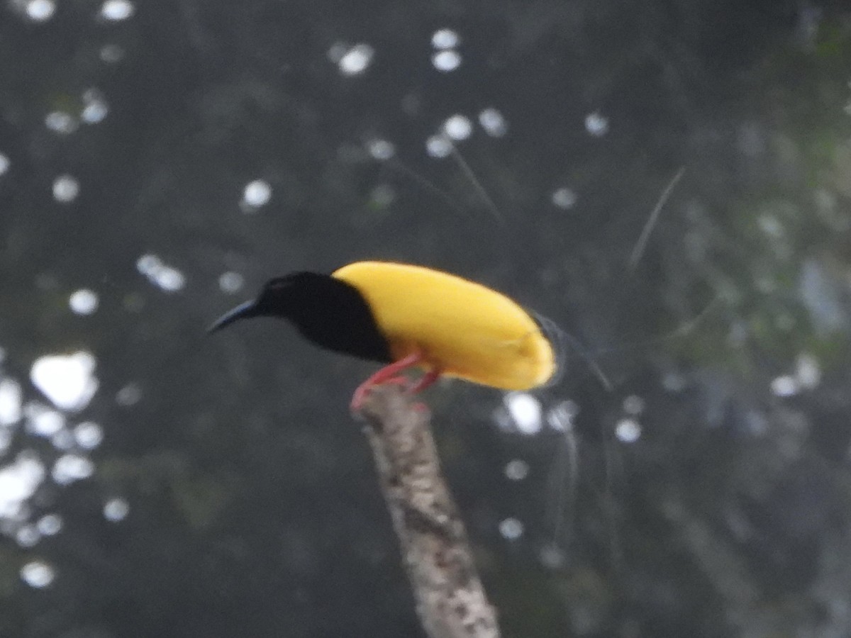Twelve-wired Bird-of-Paradise - ML645428064