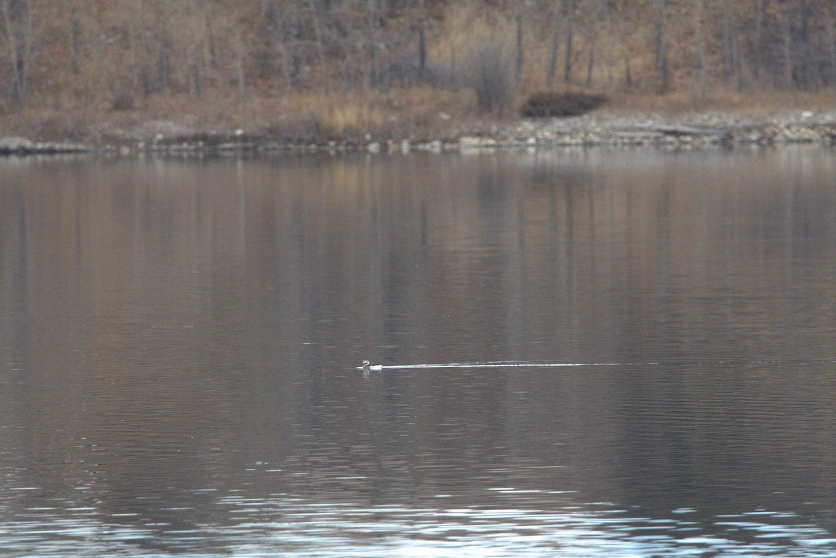 Long-tailed Duck - ML645428072