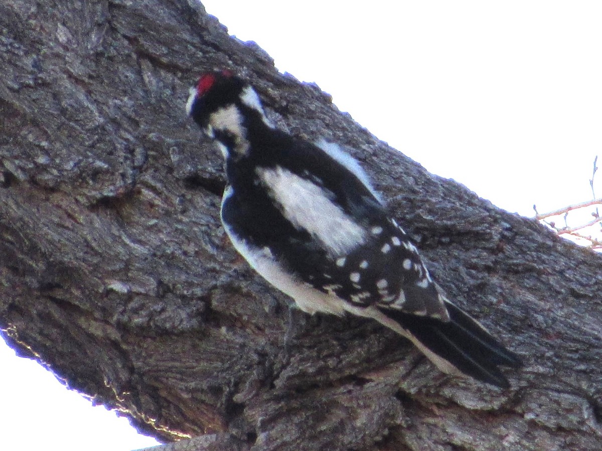 Hairy Woodpecker - ML645428073