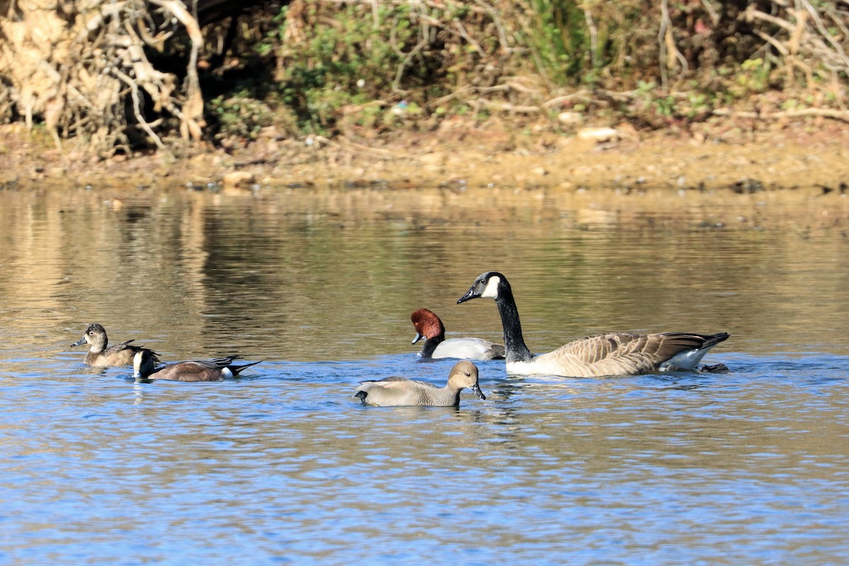クビワキンクロ - ML645428074