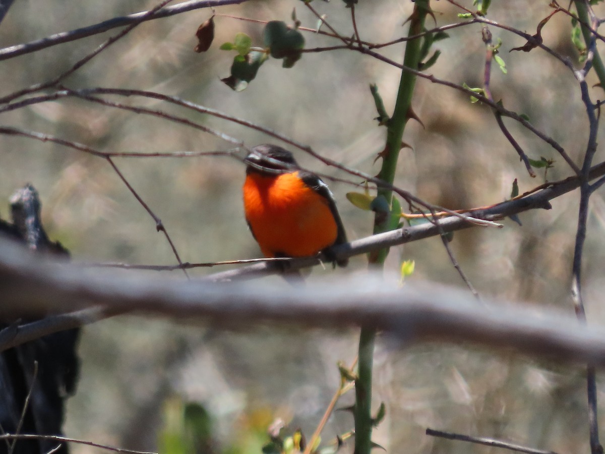 Flame Robin - ML645428080