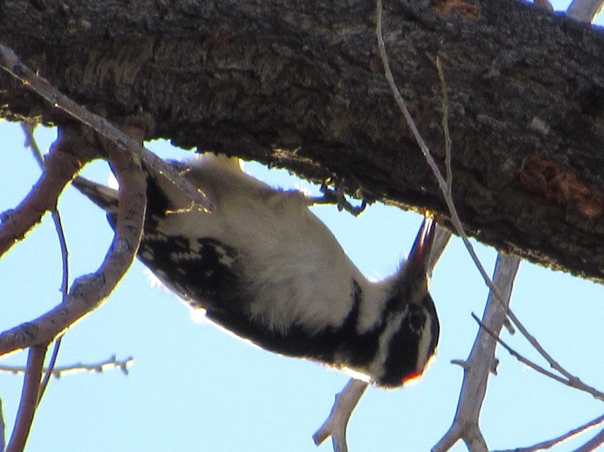 Hairy Woodpecker - ML645428081