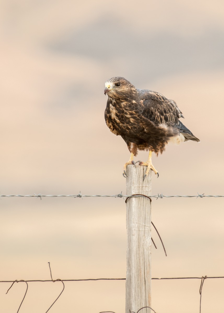 Свенсонов канюк - ML645428083