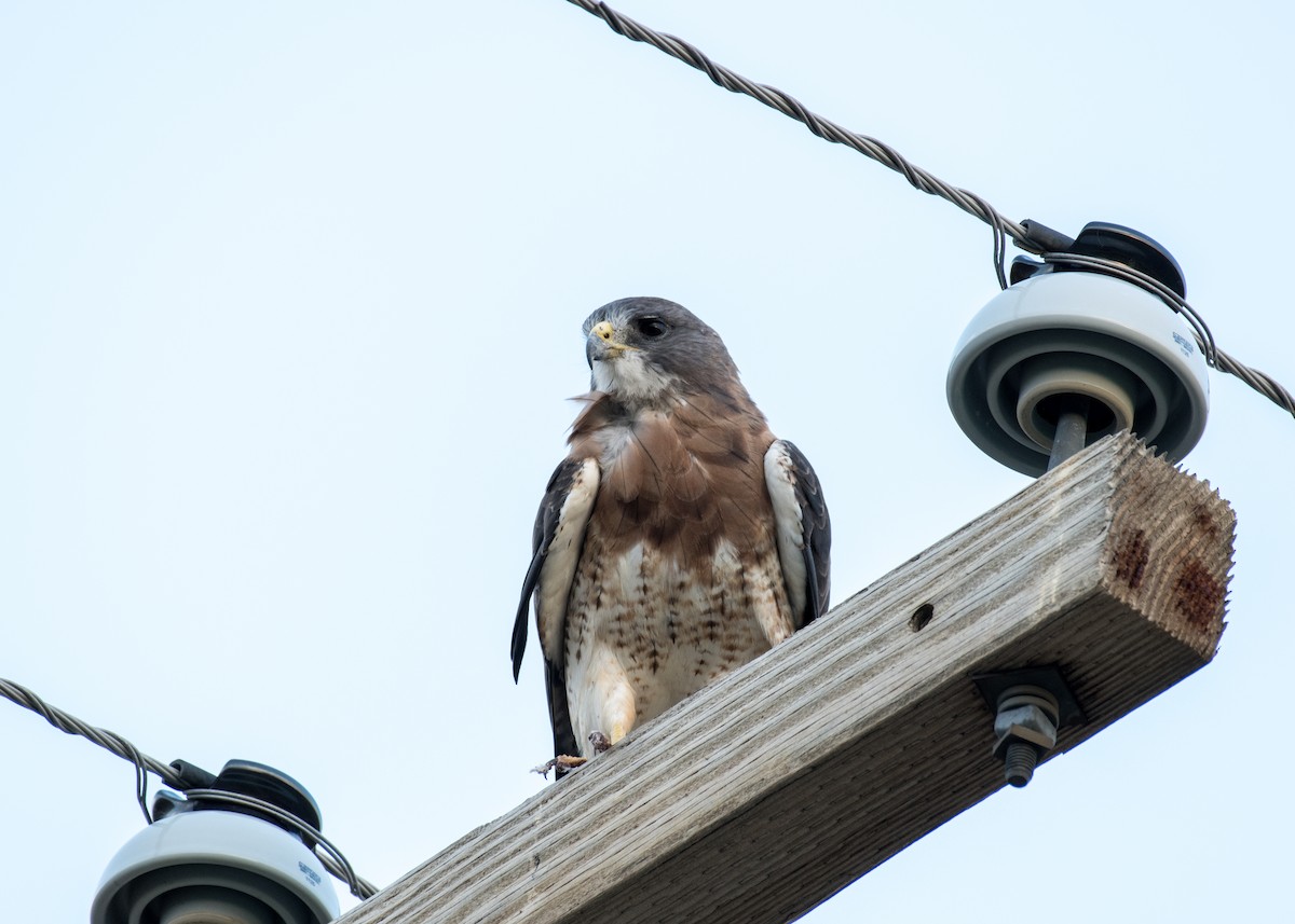 Свенсонов канюк - ML645428084