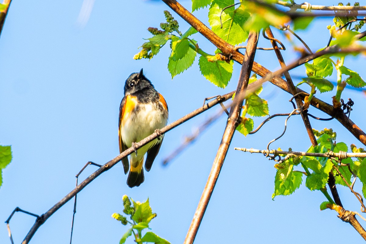 Пісняр горихвістковий - ML645428090