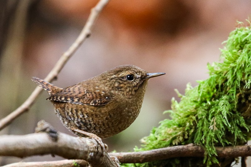 Волоочко кордильєрське - ML645428091