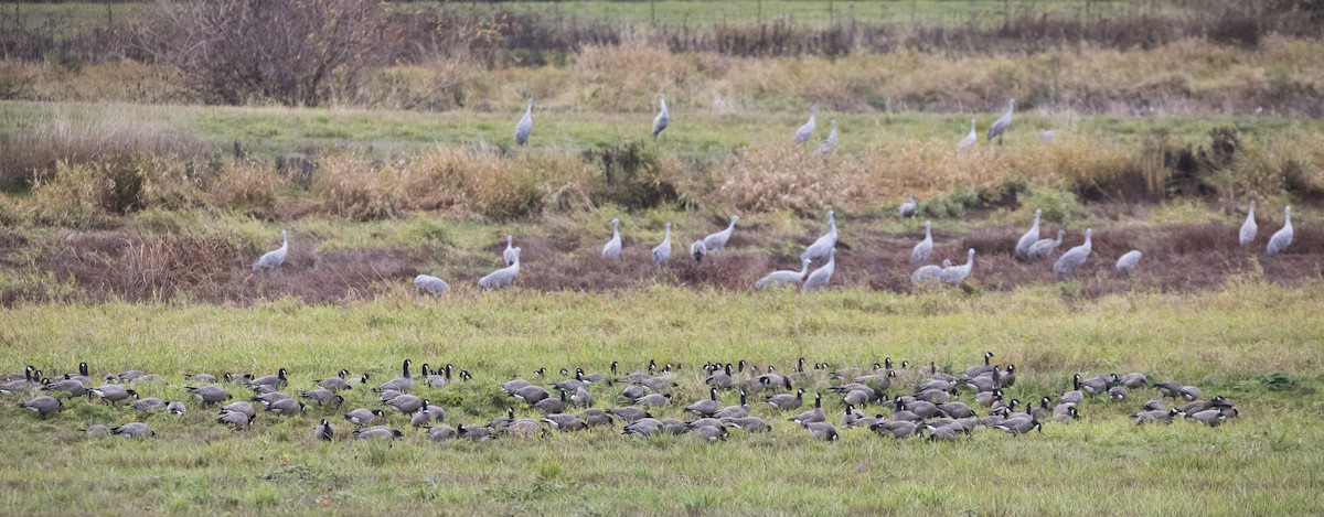 小加拿大雁 - ML645428093