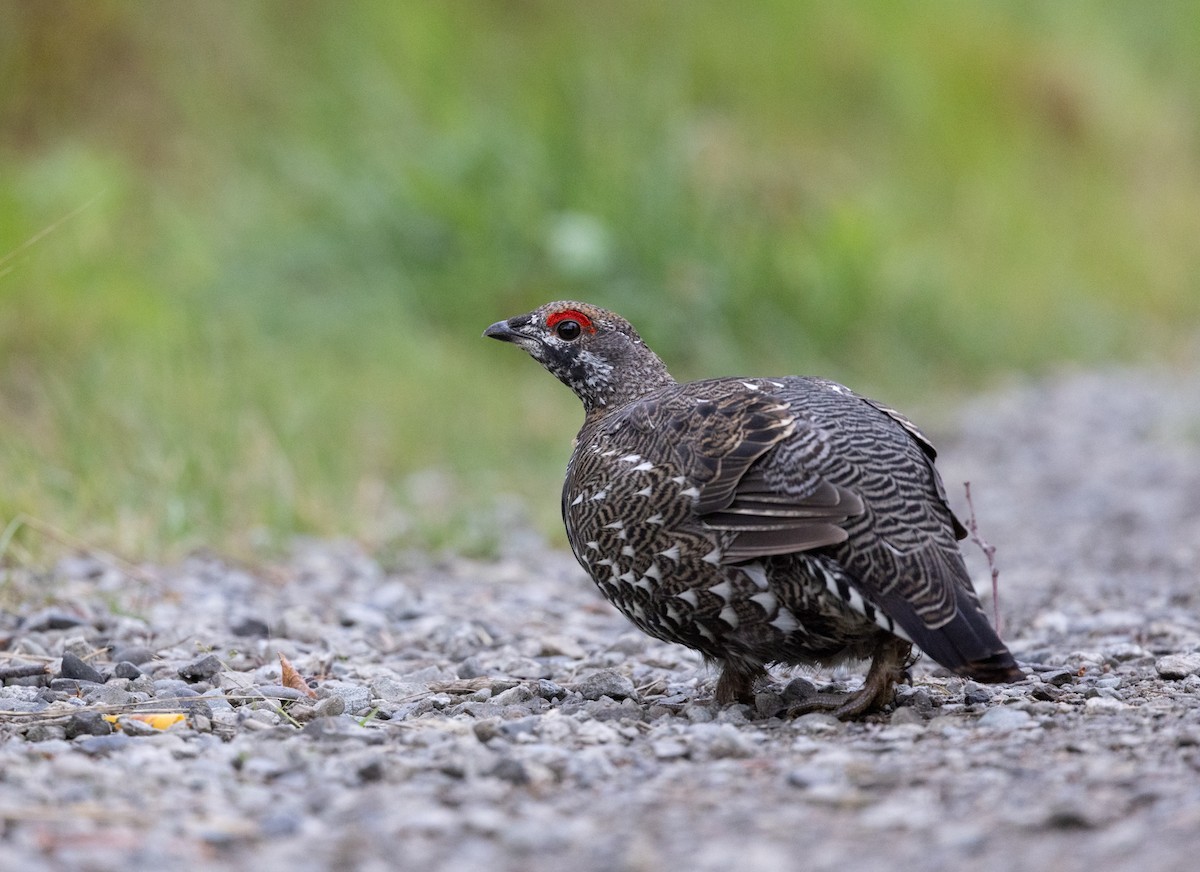 Spruce Grouse (Spruce) - ML645428113