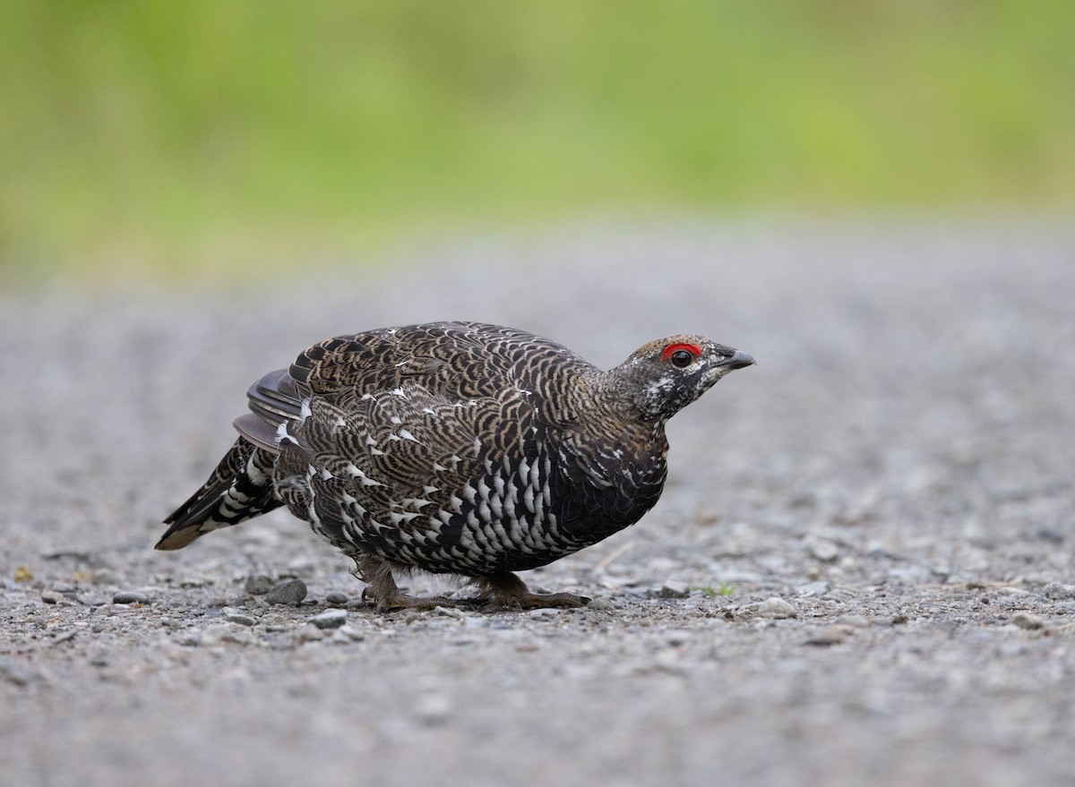 Spruce Grouse (Spruce) - ML645428114