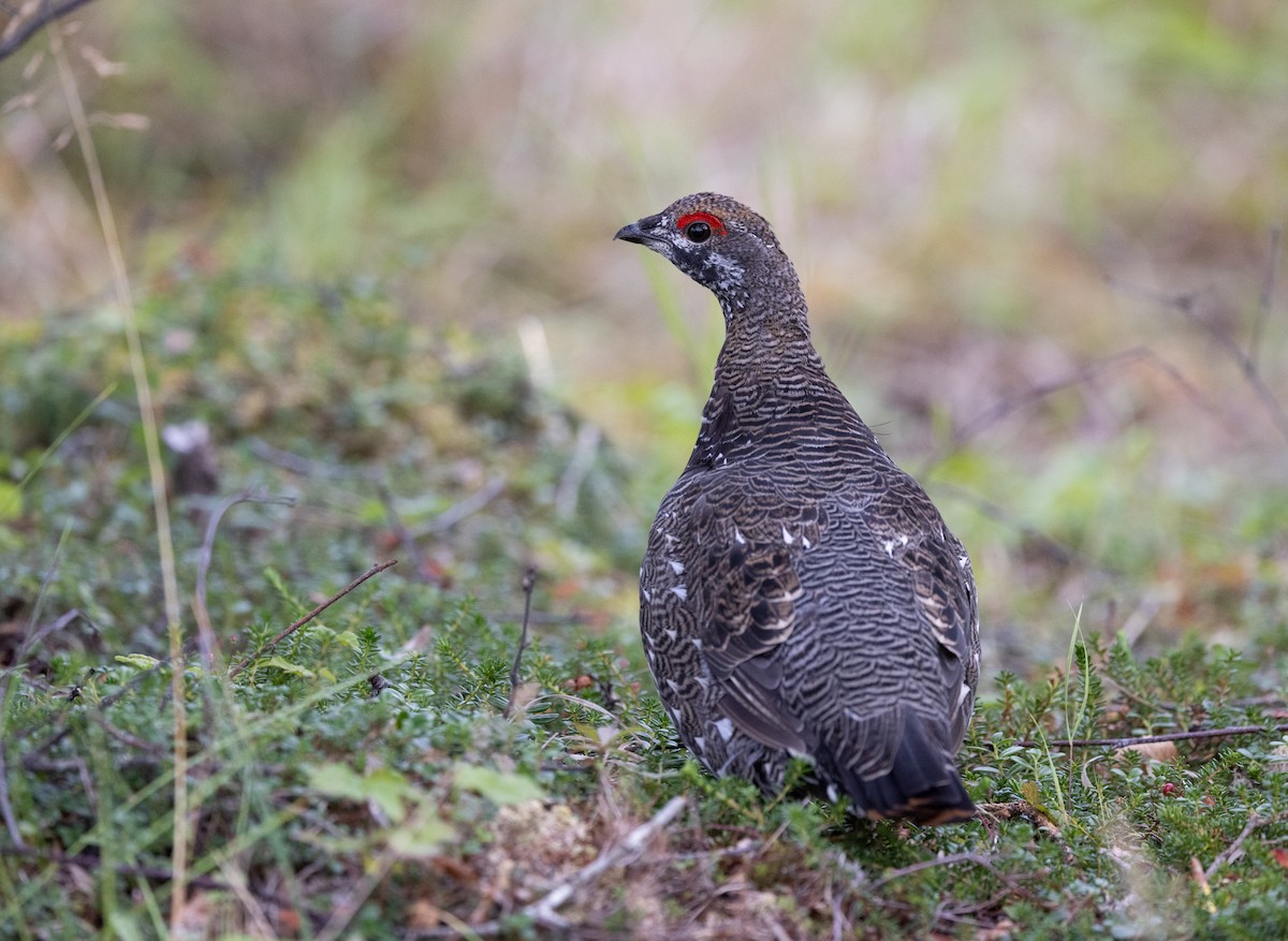 Spruce Grouse (Spruce) - ML645428115