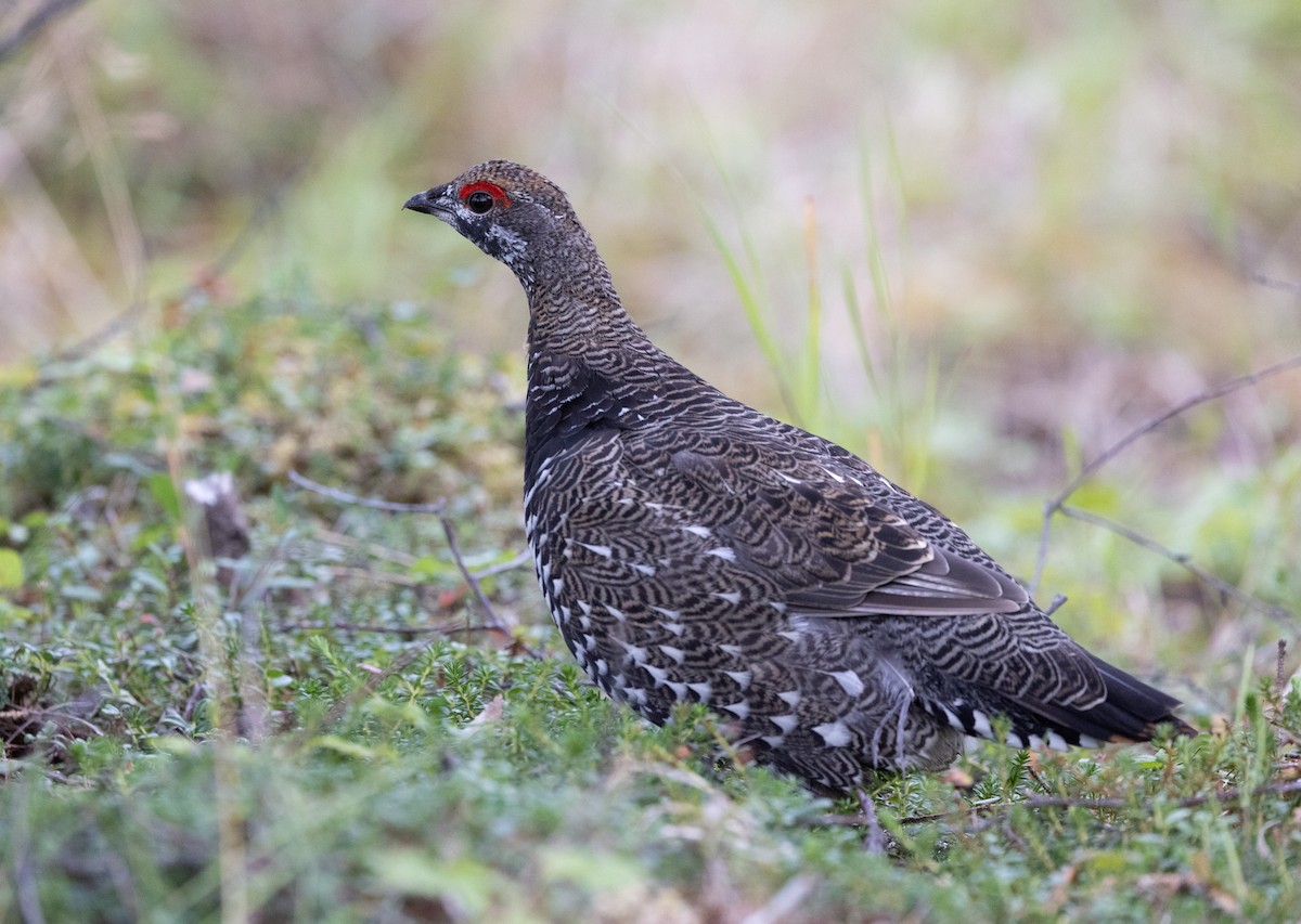 Spruce Grouse (Spruce) - ML645428116