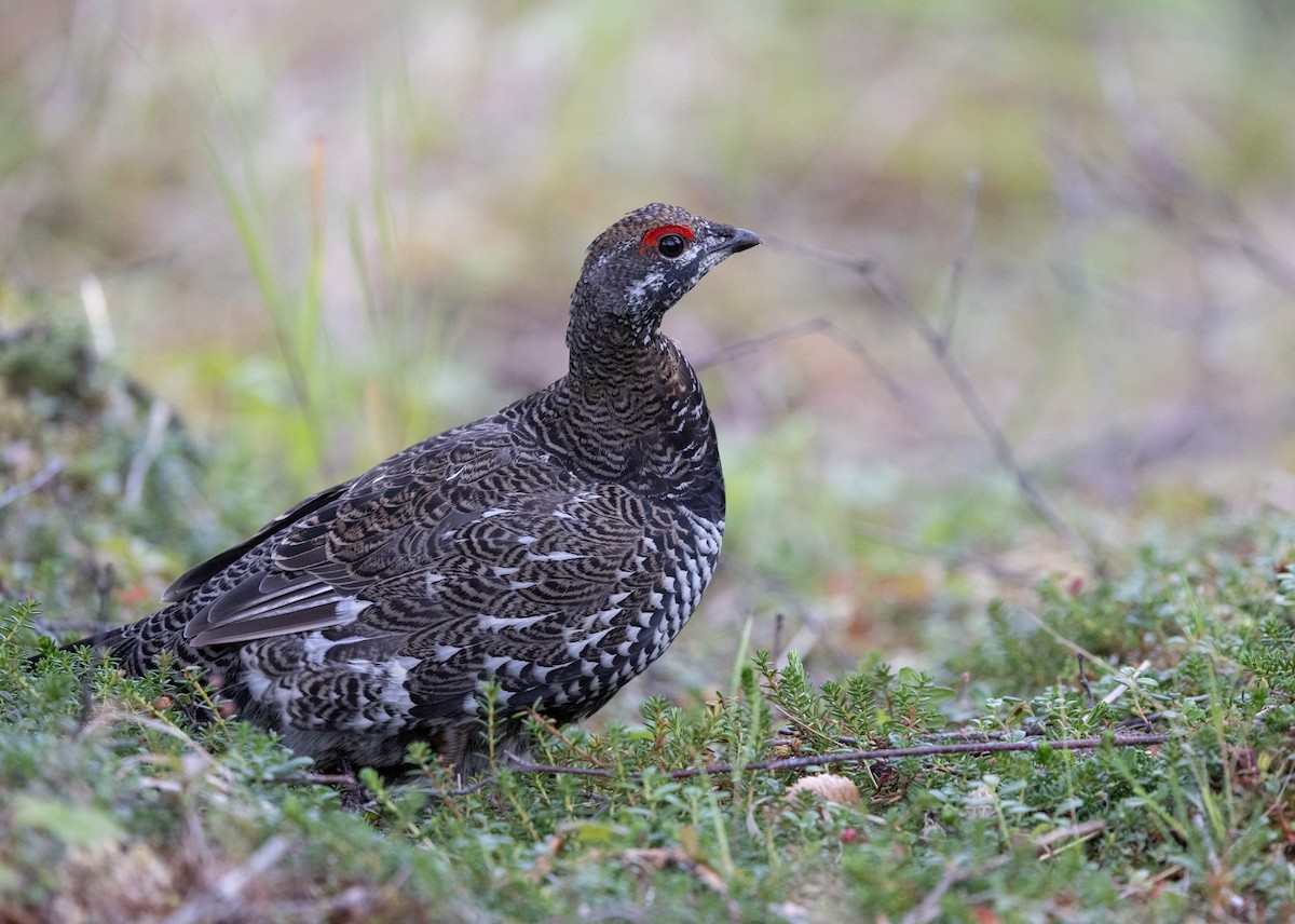 Spruce Grouse (Spruce) - ML645428117
