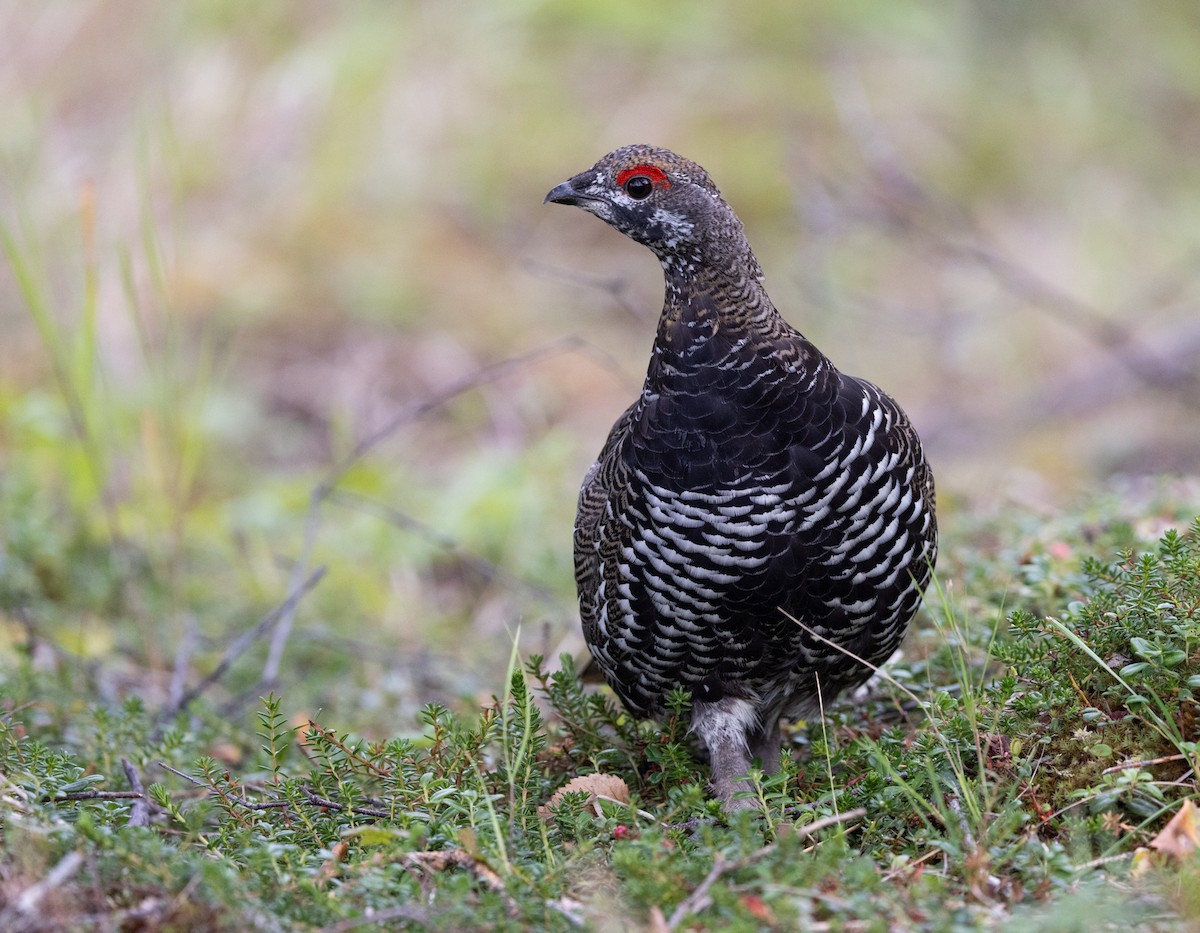 Spruce Grouse (Spruce) - ML645428118