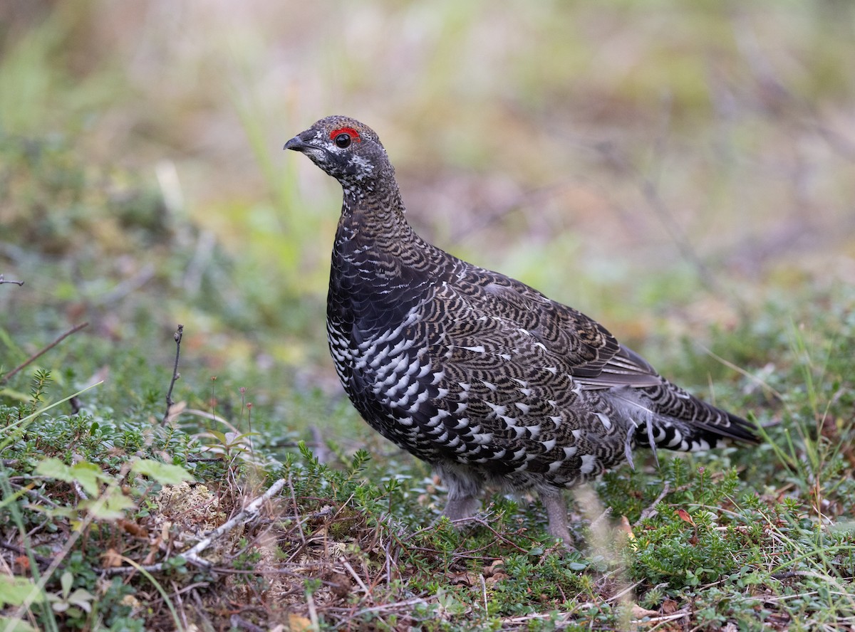 Spruce Grouse (Spruce) - ML645428119