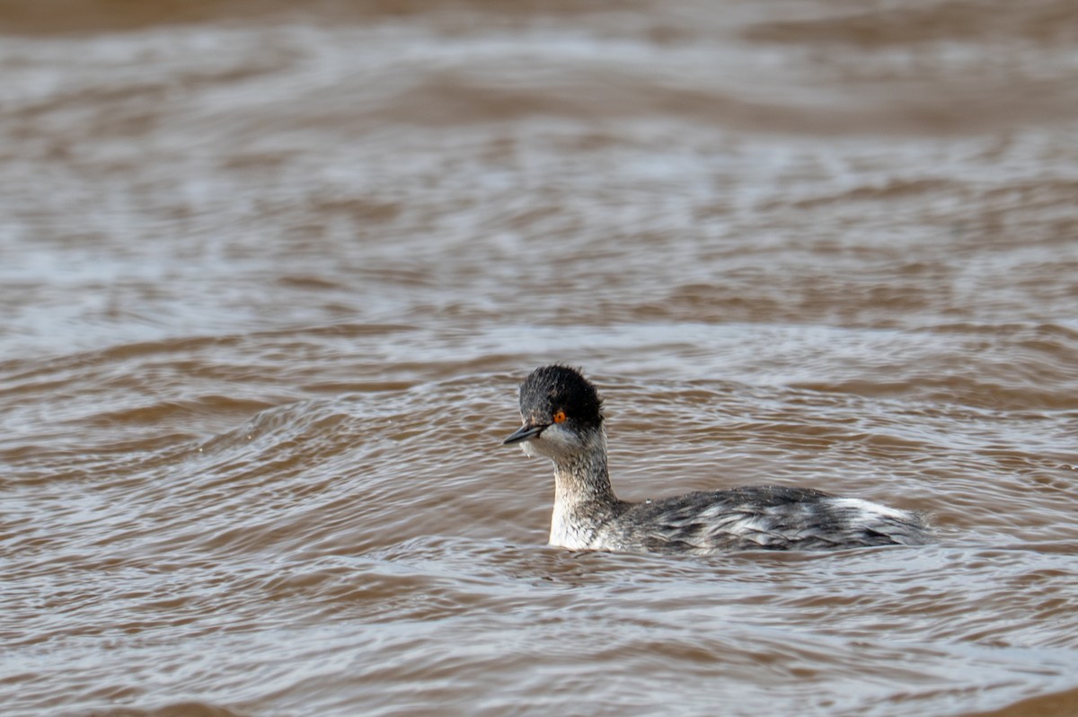 Eared Grebe - ML645428124