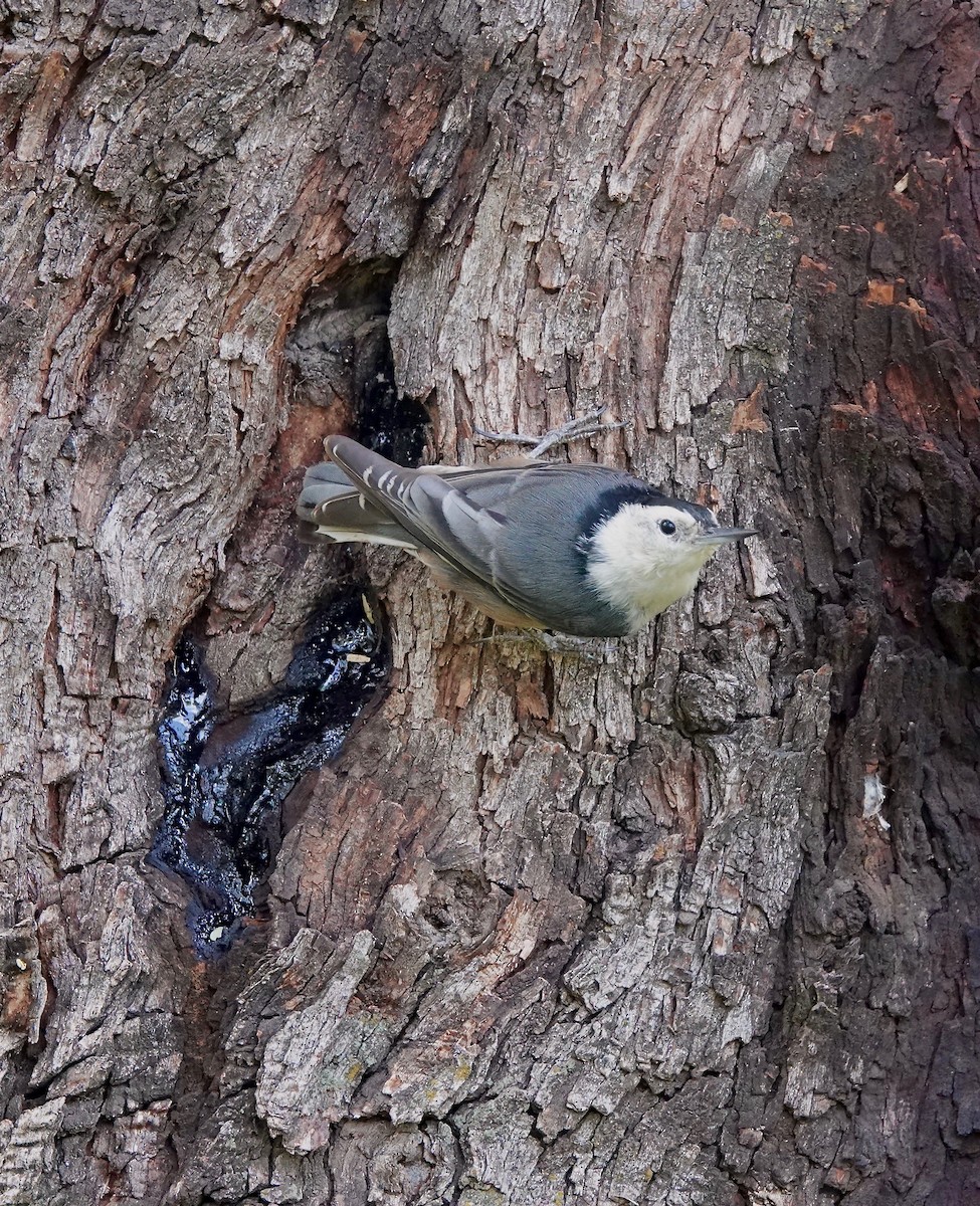 Sittelle à poitrine blanche - ML645428125