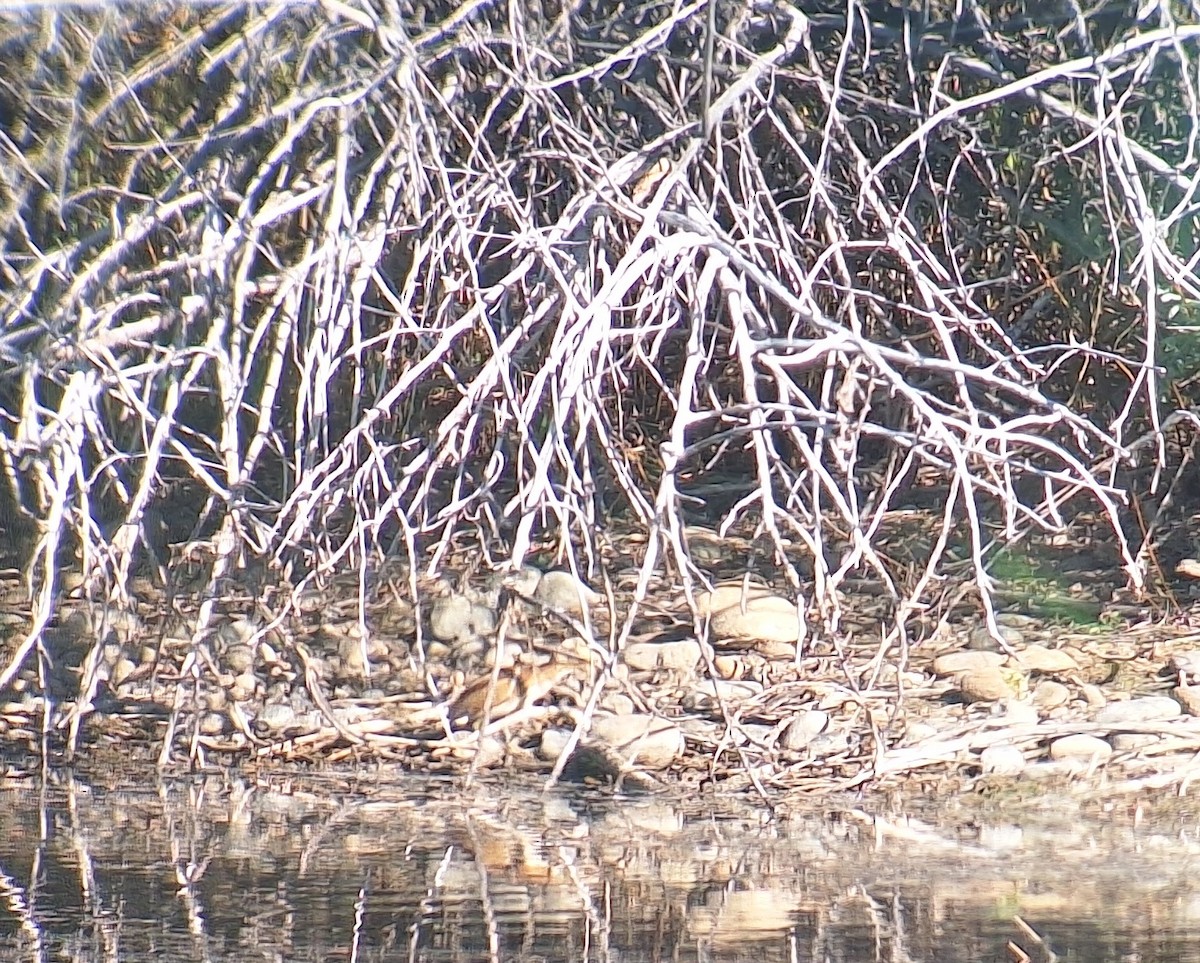 コヨシゴイ - ML645428131