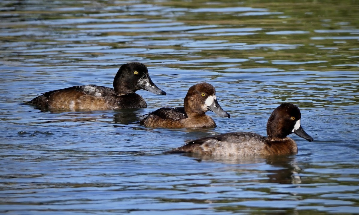 Морская чернеть - ML645428133