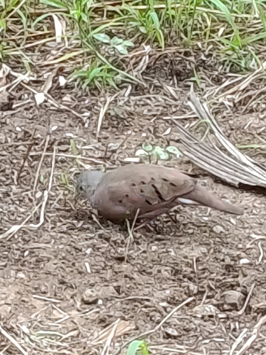 Коричневая земляная горлица - ML645428138