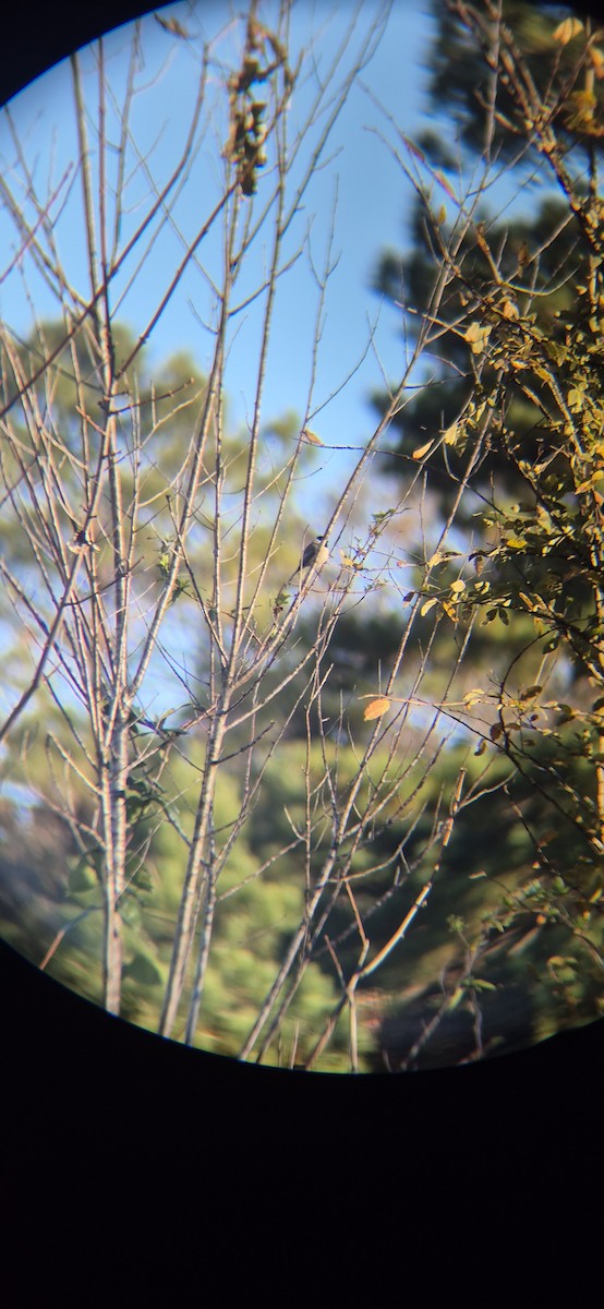 Гаїчка каролінська - ML645428139