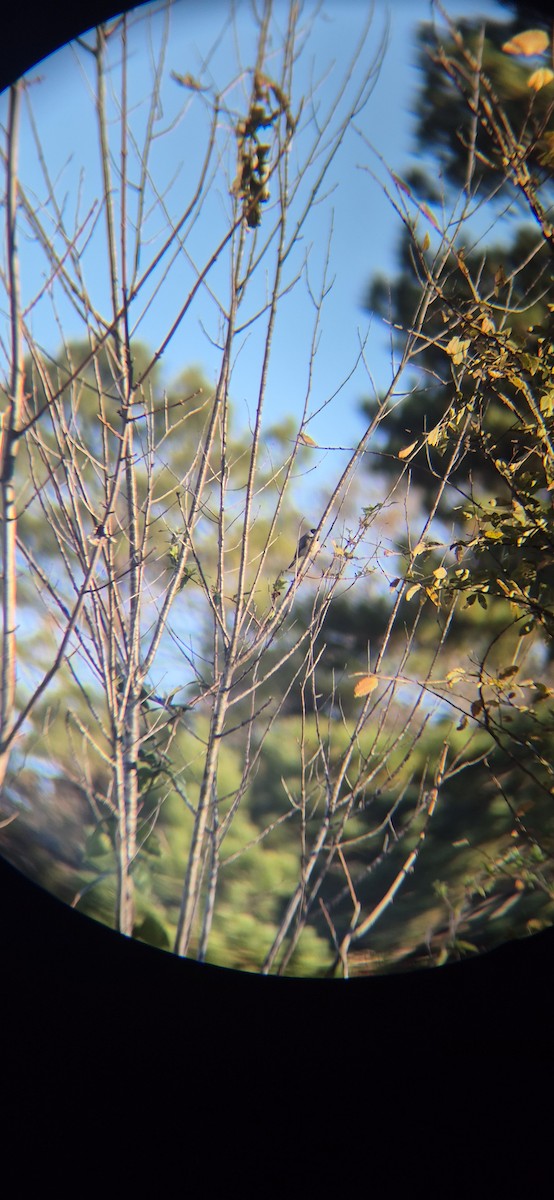 Гаїчка каролінська - ML645428140